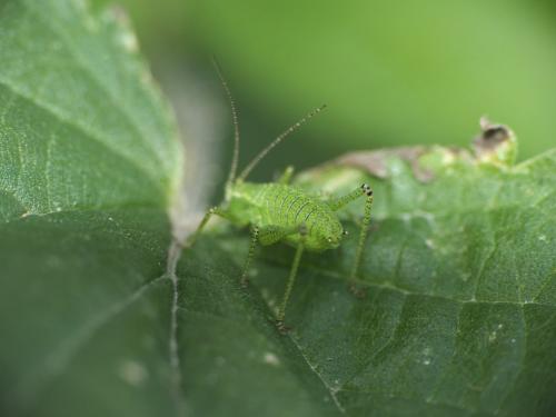 Réf. 275 461 : Leptophyes punctatissima